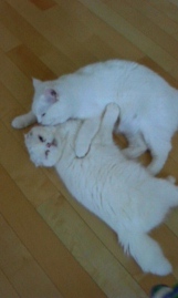 Catsと永井